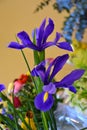 Two blue iris Royalty Free Stock Photo