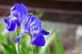 Two blue iris flowers closeup on green background Royalty Free Stock Photo