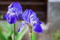 Two blue iris flowers closeup on garden background Royalty Free Stock Photo