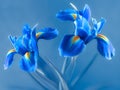 Two blue iris flowers with yellow at the base petals Royalty Free Stock Photo