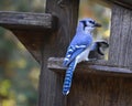 Two Blue Jay Birds Eating from Birdfeeder Royalty Free Stock Photo