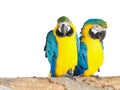 Two Blue Macaw Bird on branch isolated on white background Royalty Free Stock Photo