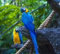 Two Blue macaw parrot on tree Royalty Free Stock Photo
