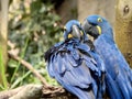 Two blue macaw parrots sitting together Royalty Free Stock Photo