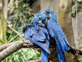 Two blue macaw parrots sitting together Royalty Free Stock Photo