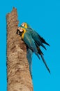 Two blue macaws tied in coconut tree trunk. A side by side. Yellowhead.