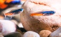 Neonfish in aquarium Royalty Free Stock Photo