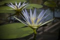 Two Blue Nile Waterlily (Nymphaea Caerulea) Flowers in Pond