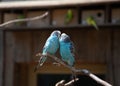 Two blue parrots in love sit on a branch and kiss Royalty Free Stock Photo