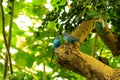 Two blue parrots perched in tree