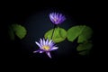 Two blue purple water lily in blossom