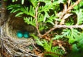 Two blue Robins eggs in nest