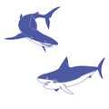 Two blue sharks Royalty Free Stock Photo