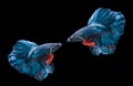 Two blue siamese fighting fishs, betta splendens