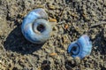 Two blue snail shells on the ground - primitive water snails - river fauna