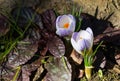 Two blue spring crocus Blue Pearl against the background of a blurred grass and brown tree trunk. Delicate spring format Royalty Free Stock Photo