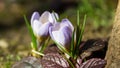 Two blue spring crocus Blue Pearl against the background of a blurred grass and brown tree trunk. Delicate spring format Royalty Free Stock Photo