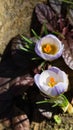 Two blue spring crocus Blue Pearl against the background of a blurred grass and brown tree trunk. Delicate spring format Royalty Free Stock Photo