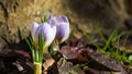 Two blue spring crocus Blue Pearl against the background of a blurred grass and brown tree trunk. Delicate spring format Royalty Free Stock Photo