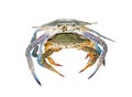 Two Blue Swimming Crabs, On white background