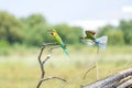 Two Blue tailed bee-eater Merops philippinus flying Royalty Free Stock Photo