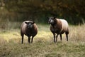 Two Blue Texel Sheep Standing in Field