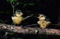 Two blue tit chicks on a branch in the forest. Royalty Free Stock Photo