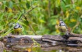 Two Blue Tits at drinking pool Royalty Free Stock Photo