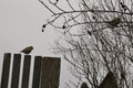 Two Blue Tits on the old picket fence. Royalty Free Stock Photo