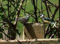 Two blue tits, parus caeruleus, feeding