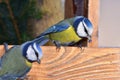 Two blue tits with seed in beak Royalty Free Stock Photo