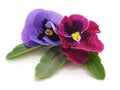 Two blue violets. Royalty Free Stock Photo