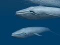 Two Blue Whales Royalty Free Stock Photo