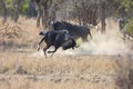 Two blue wildebeest bulls fight for dominance over herd