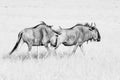 Two blue wildebeest in monochrome Royalty Free Stock Photo