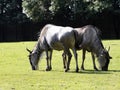 Two Blue Wildebeest, Connochaetes taurinus, graze on grass Royalty Free Stock Photo