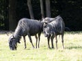 Blue Wildebeest, Connochaetes taurinus, graze on grass Royalty Free Stock Photo