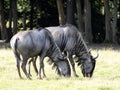 Blue Wildebeest, Connochaetes taurinus, graze on grass Royalty Free Stock Photo