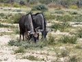 Blue Wildebeest, Connochaetes taurinus, grazing in Etosha National Park. Namibia Royalty Free Stock Photo