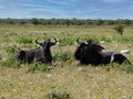Blue Wildebeest, Connochaetes taurinus, lie in mature grass. Namibia Royalty Free Stock Photo