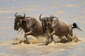 Two blue wildebeest gallop through shallow lake Royalty Free Stock Photo