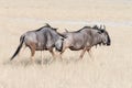 Two blue wildebeest walking in grass Royalty Free Stock Photo