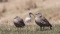 Blue-winged Geese with Sacred Ibis