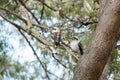 Couple of Kookaburras on a tree Royalty Free Stock Photo