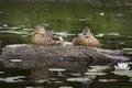 Two blue-winged teals on rock, Limekiln Lake, Adirondack Mountains. Royalty Free Stock Photo