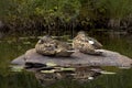 Two blue-winged teals on rock, Limekiln Lake, Adirondack Mountains. Royalty Free Stock Photo