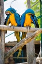 Two blue and yellow Macaw Parrots Royalty Free Stock Photo