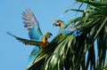 Pair of Blue and Yellow Macaws perching in a palm tree, one with his wings spread and playing. Royalty Free Stock Photo