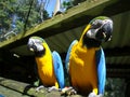 Two blue-and-yellow macaws