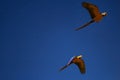 Two blue-and-yellow macaws flying. Royalty Free Stock Photo